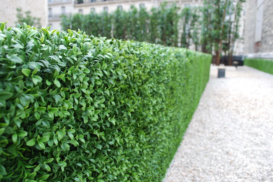 low artificial hedges installed at Paris Rue Boissiere