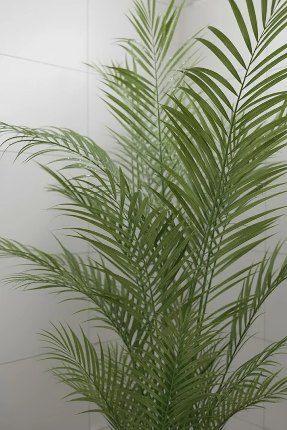 Image of Areca Palm in Earle Dumpy Pot - 210cm