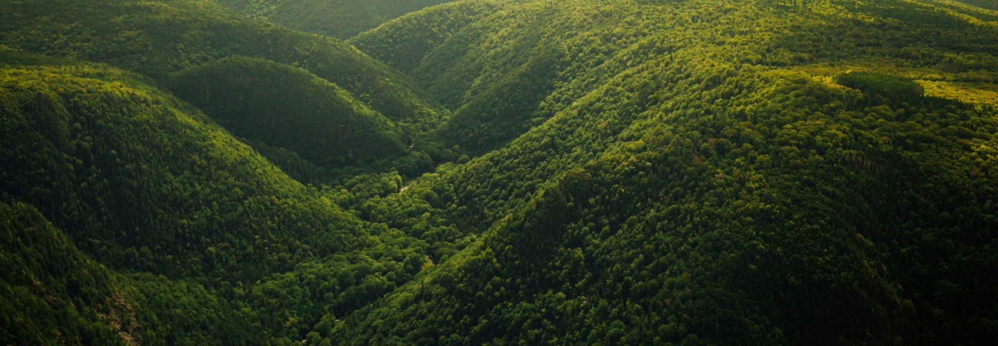 Green hills