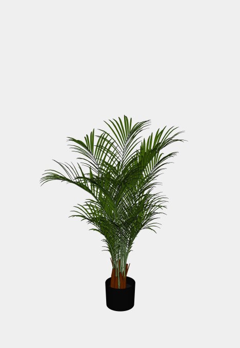 Areca Palm