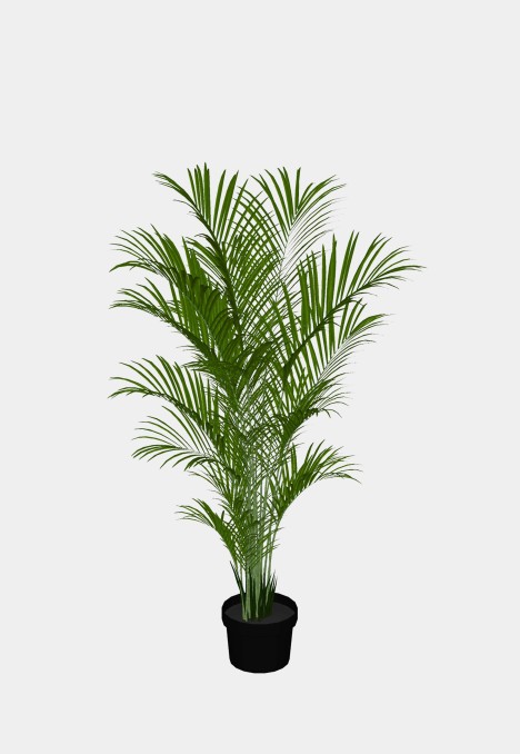 Areca Palm