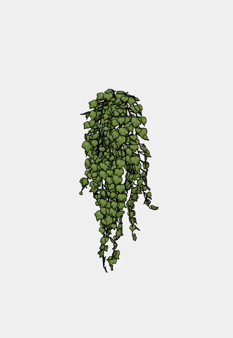 Hanging Ivy