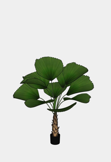 Grandis Palm