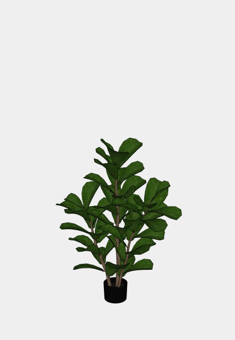 Fiddle Leaf