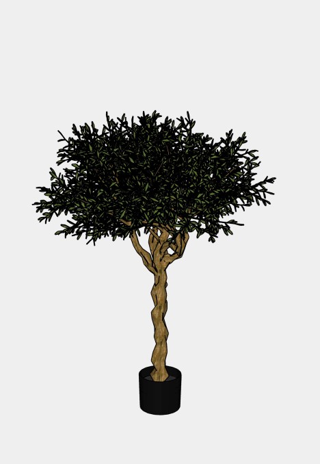 Olive Tree