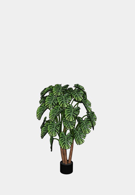 Monstera