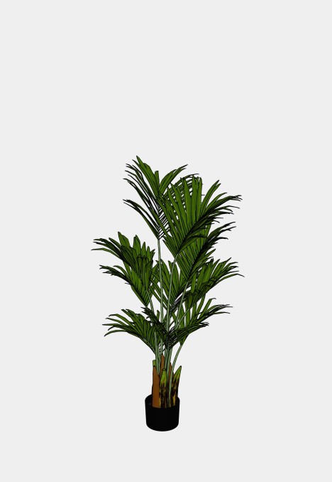 Kentia Palm