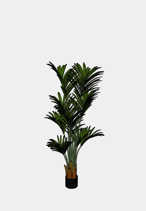 Kentia Palm