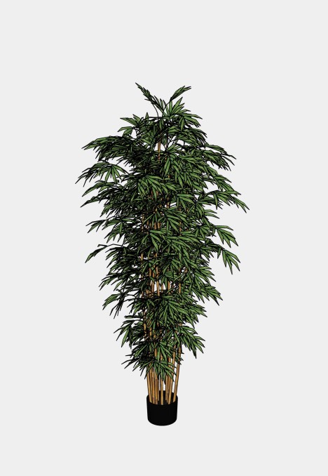 Bamboo