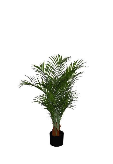 Areca Palm