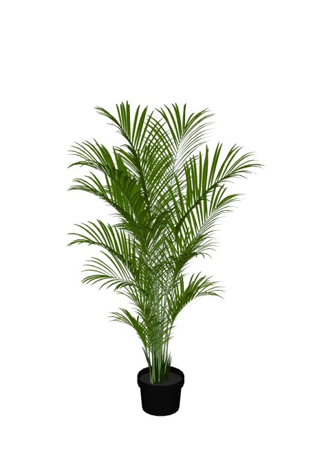 Areca Palm