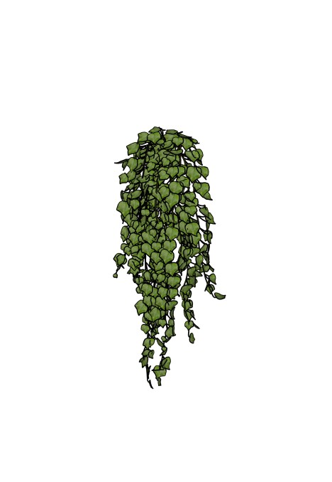 Hanging Ivy