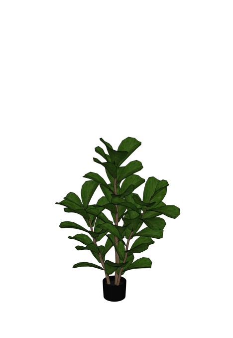 Fiddle Leaf