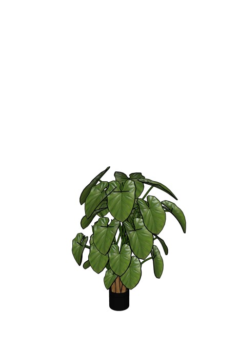 Alocasia