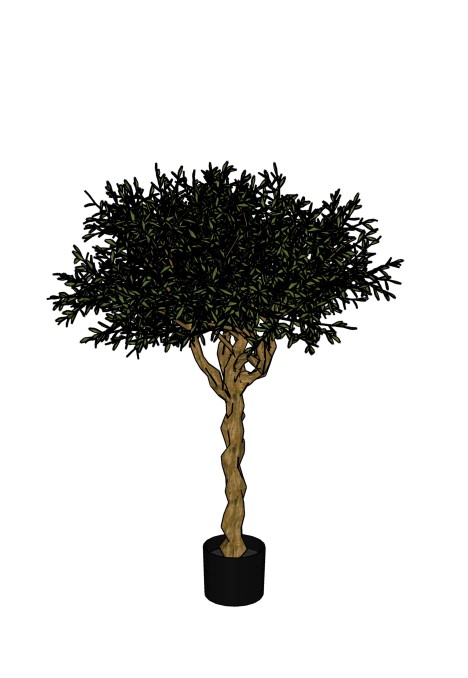 Olive Tree