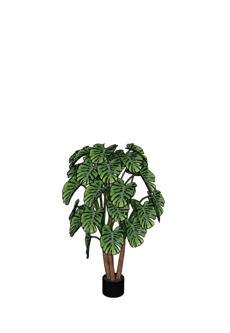 Monstera