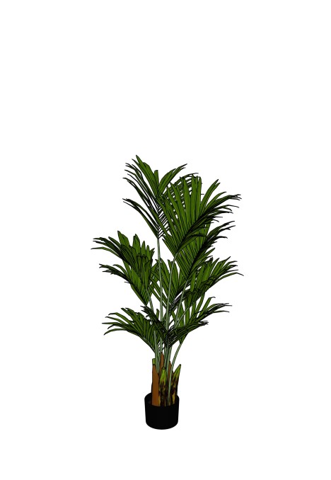 Kentia Palm