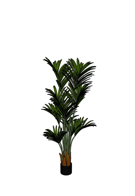 Kentia Palm