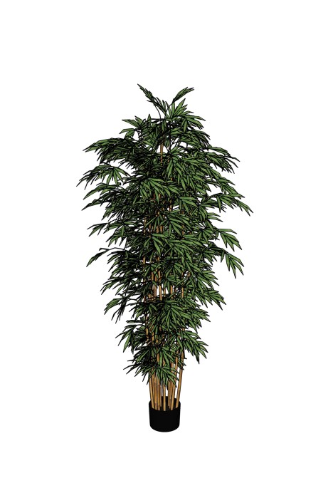 Bamboo