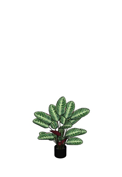 Calathea