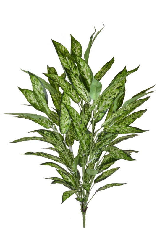 Image of Aglaonema, Variegated - 85cm