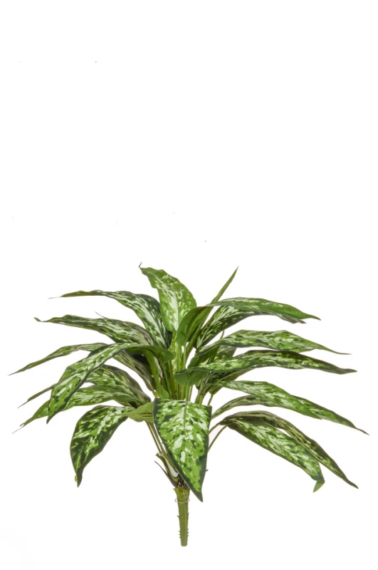 Image of Aglaonema, Variegated