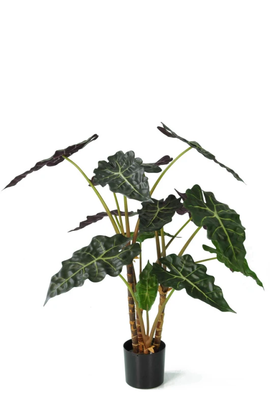 Image of Alocasia - 80cm