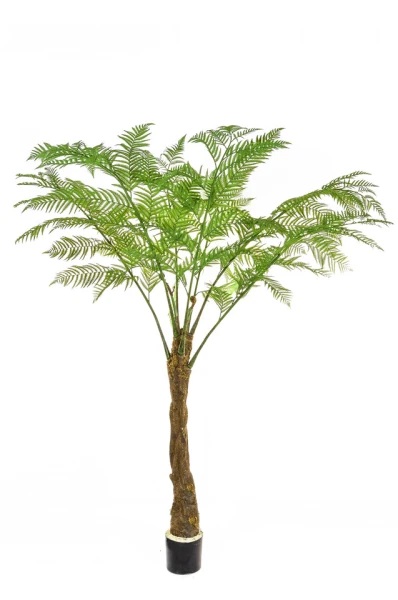 Image of Alsophila Tree - 152cm