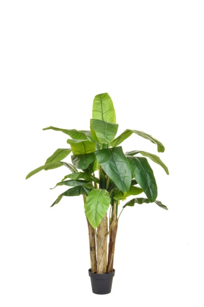 Image of Banana Tree - 120cm