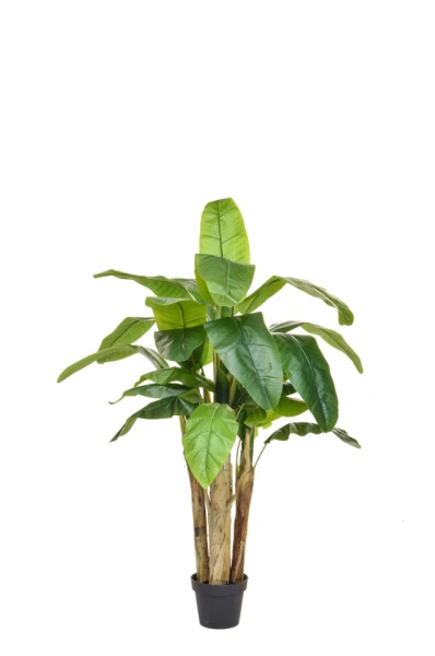 Image of Banana Tree - 140cm