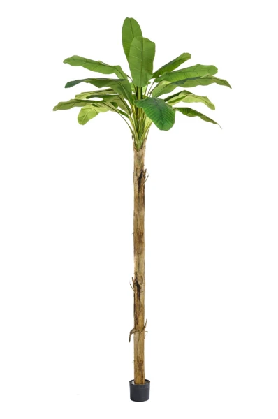 Image of Banana Tree - 350cm