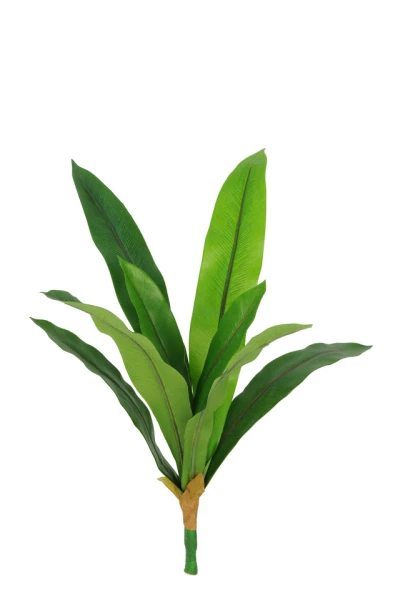 Image of Bird Nest Fern - 50cm