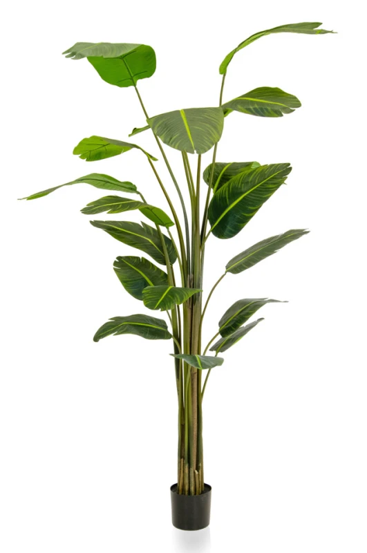 Image of Bird of Paradise - 240cm