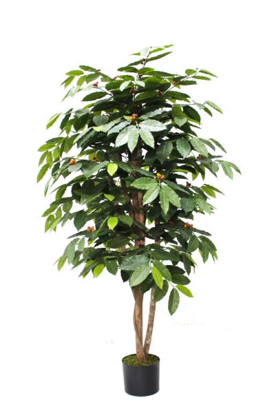 Image of Cafeier - 150cm