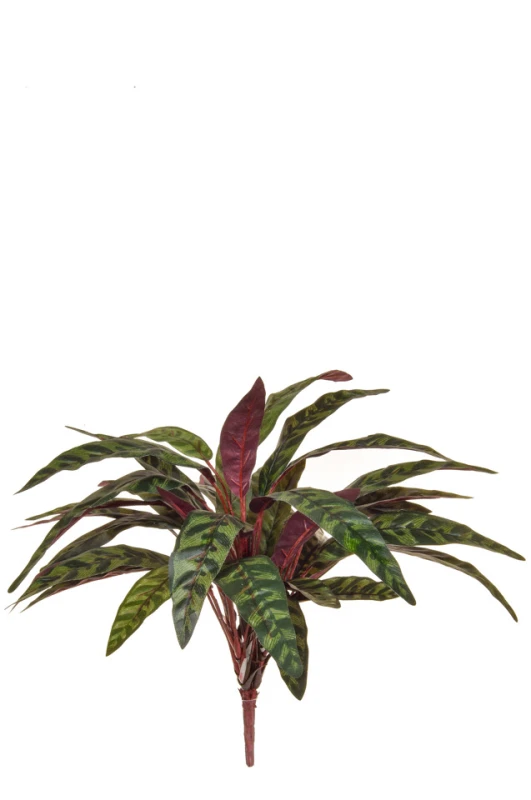 Image of Calathea Maykona, Burgundy - 51cm