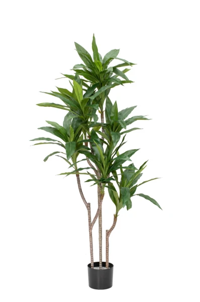 Image of Cordyline - 70cm