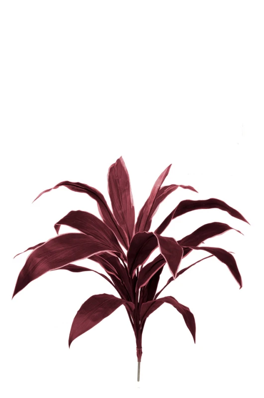 Image of Cordyline, Burgundy - 62cm