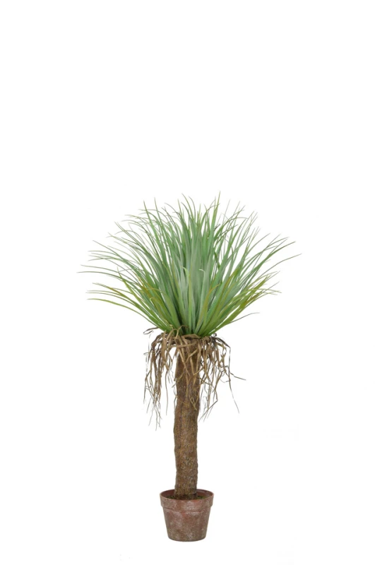Image of Cycas Palm - 95cm