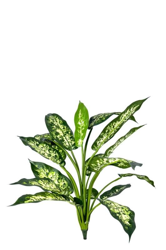 Image of Dieffenbachnia Candida
