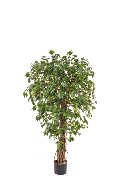 Image of Ficus Liana - 150cm