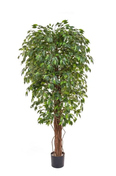Image of Ficus Liana - 180cm