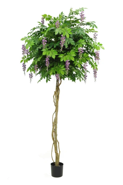 Image of Flowering Wisteria - 210cm