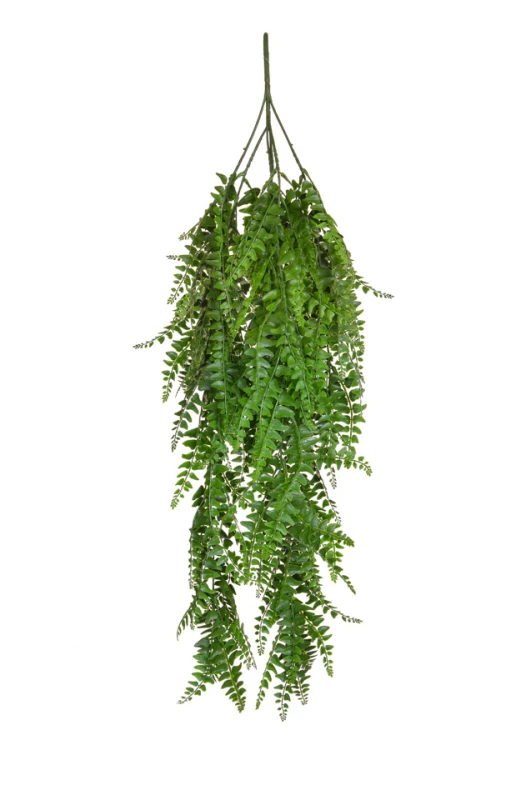 Image of Hanging Fern Trail - 80cm