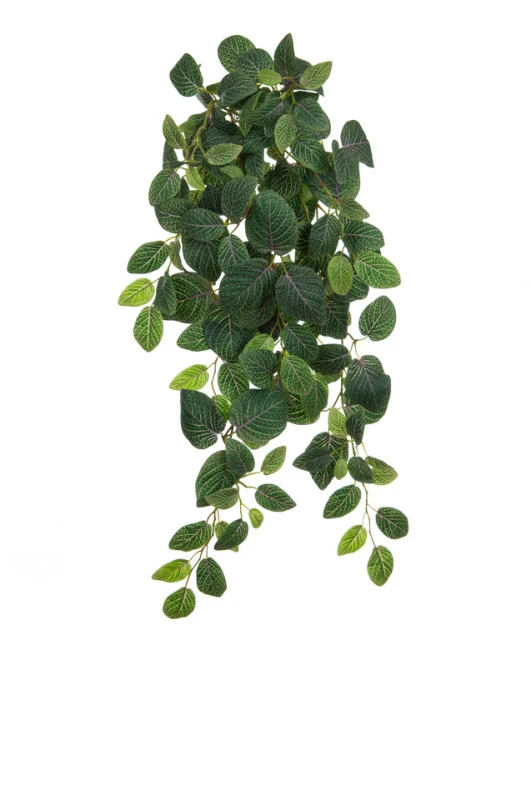 Image of Hanging Fittonia, Green/Purple