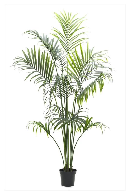 Image of Kentia Palm - 227cm