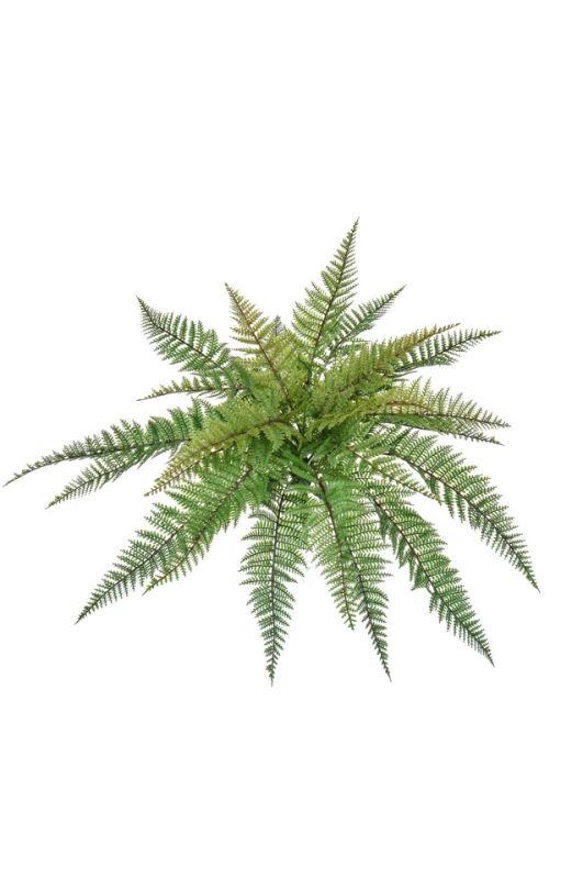 Image of Leather Fern Bush - 48cm