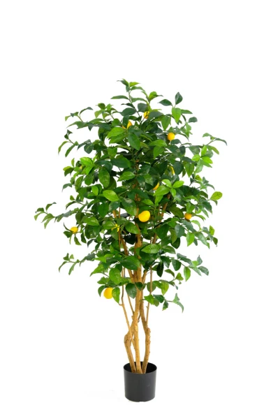 Image of Lemon Tree - 150cm