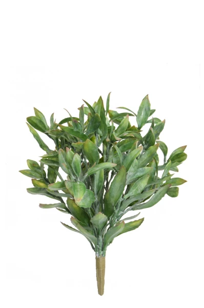 Image of Magnolia Bush - 43cm
