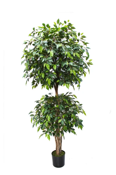 Image of Mini Ficus Tree - 185cm