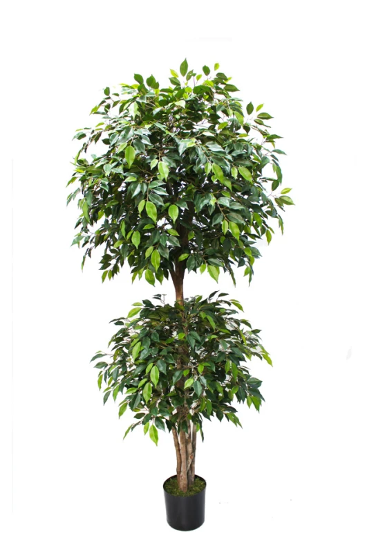 Image of Mini Ficus Tree - 185cm